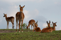 Impala
