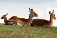 Impala