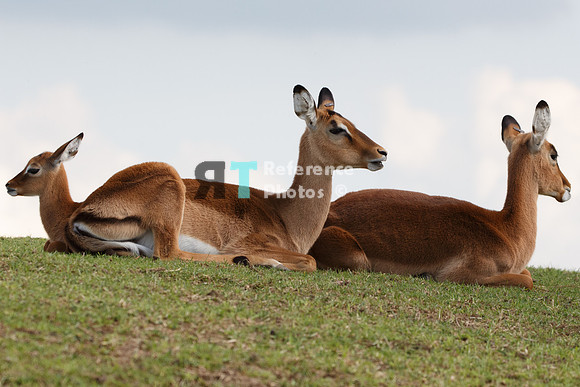 Impala