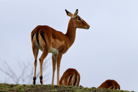 Impala