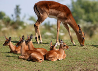 Impala