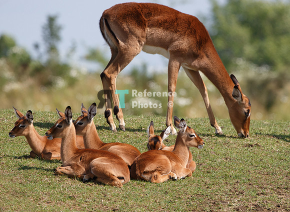 Impala