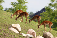 Impala