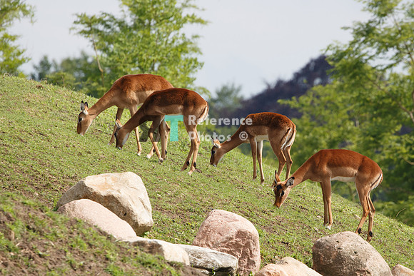 Impala