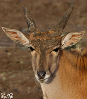 Eland gazelle with mud mask ;)