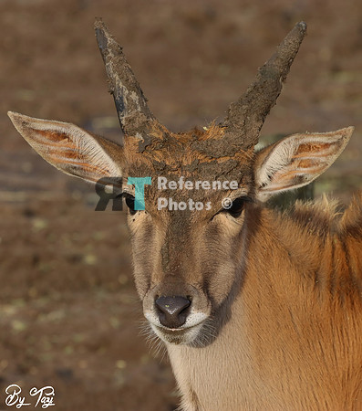 Eland gazelle with mud mask ;)