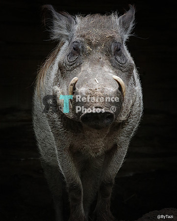 Warthog