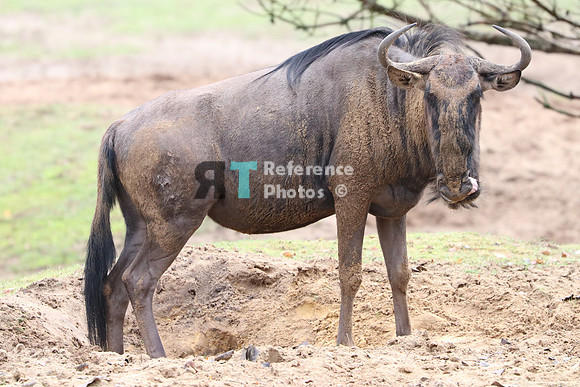 Wildebeest