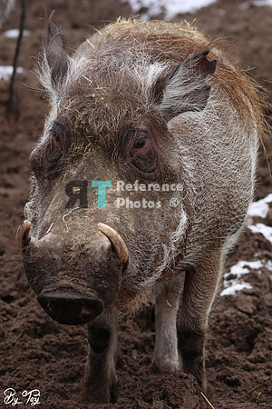 Warthog