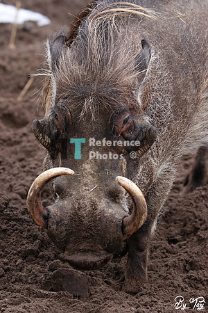 Warthog