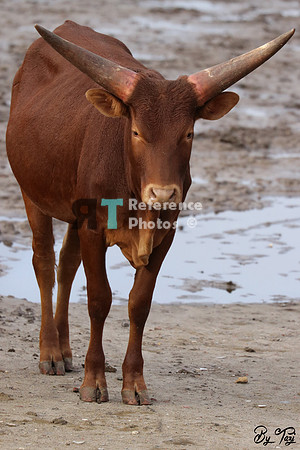 Watusi