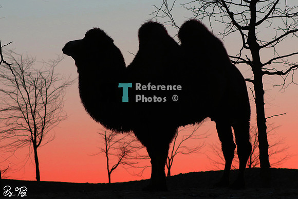 Camel silhouette