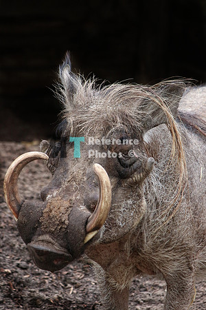 Warthog
