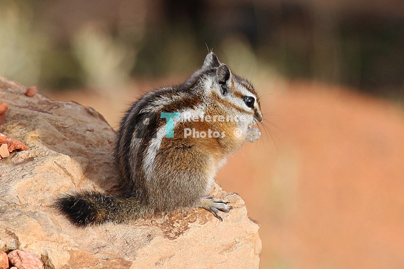 Squirrel - Chipmunk
