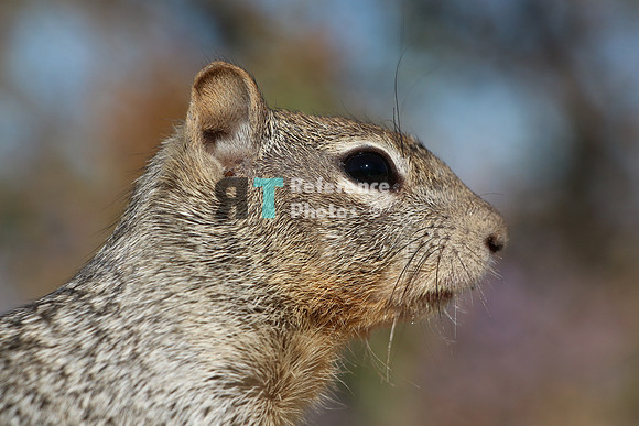 Squirrel - Ground squirrel