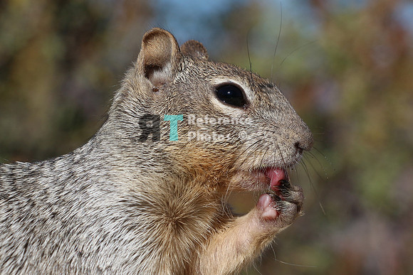 Squirrel - Ground squirrel