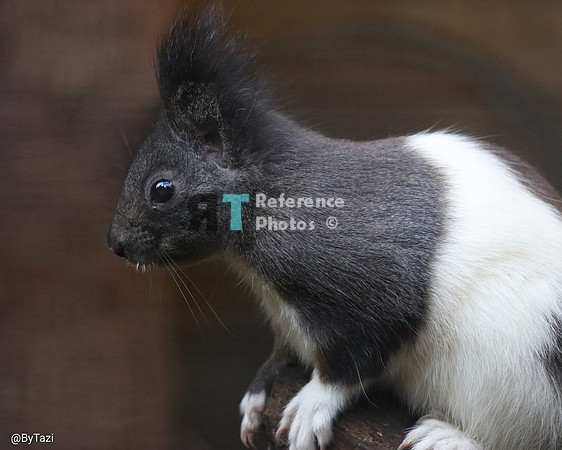 Squirrel - Japanese squirrel