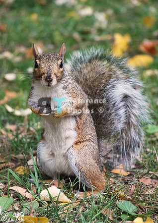 Squirrel