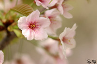 Blossoms