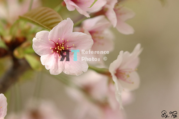 Blossoms