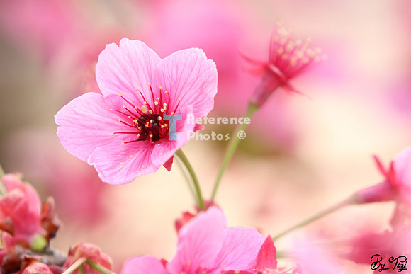 Blossoms