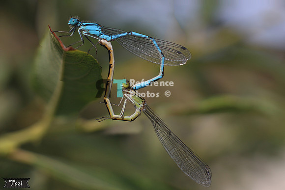 Insects