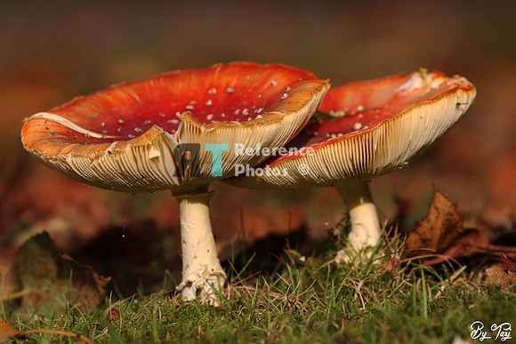 Mushroom
