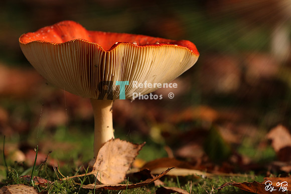 Mushroom