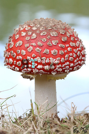 Mushroom