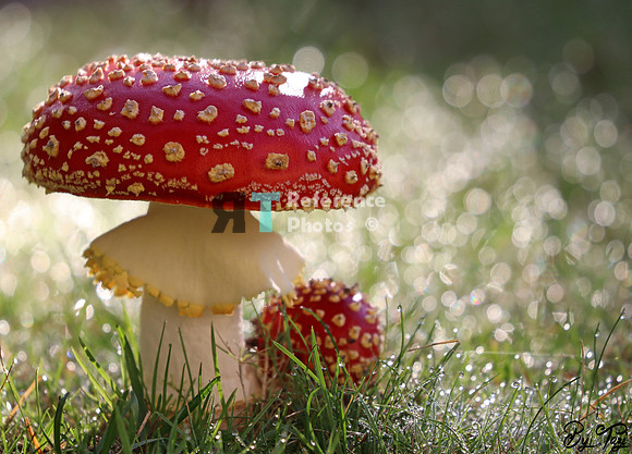 Mushroom