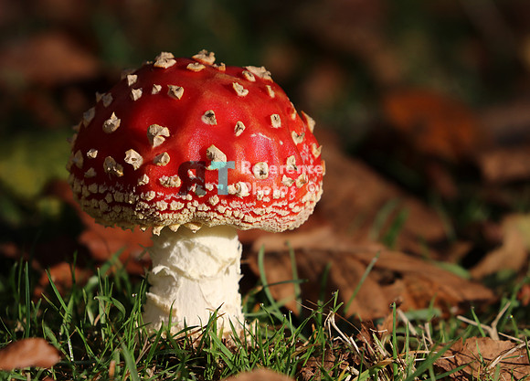 Mushroom