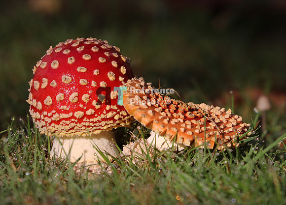 Mushroom