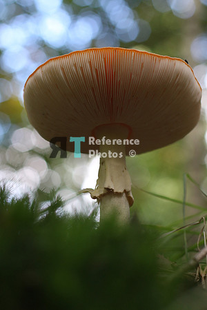 Mushroom