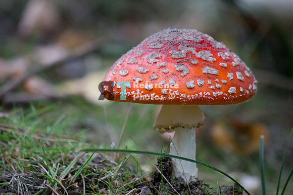 Mushroom
