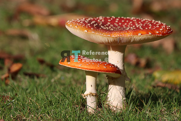 Mushroom