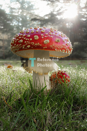 Mushroom