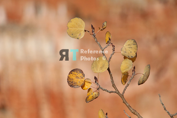 Leafs