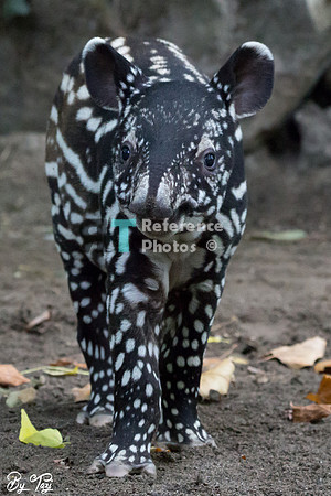Juvenile Malayan tapir