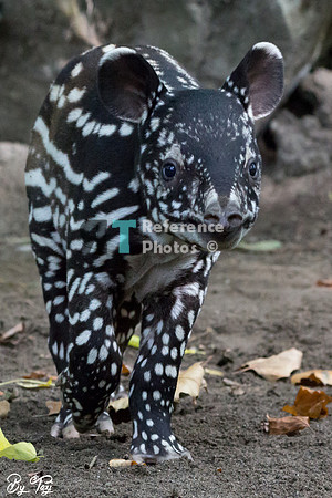 Juvenile Malayan tapir