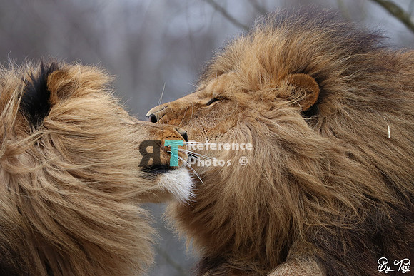 Lions