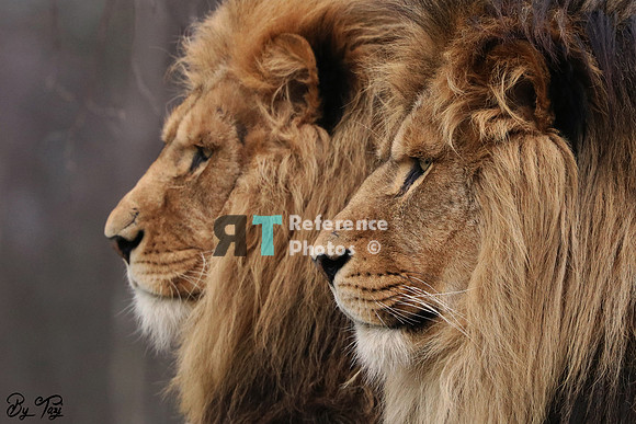 Lion brothers profile
