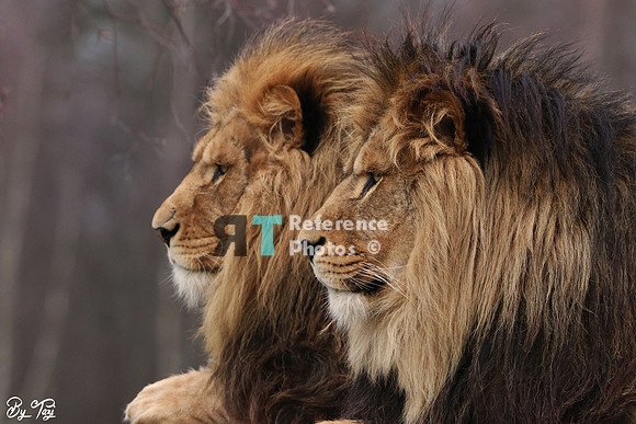 Lion brothers profile