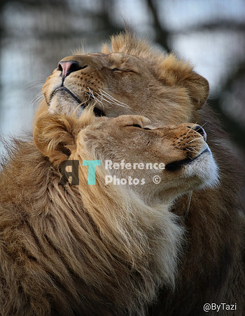 Lions