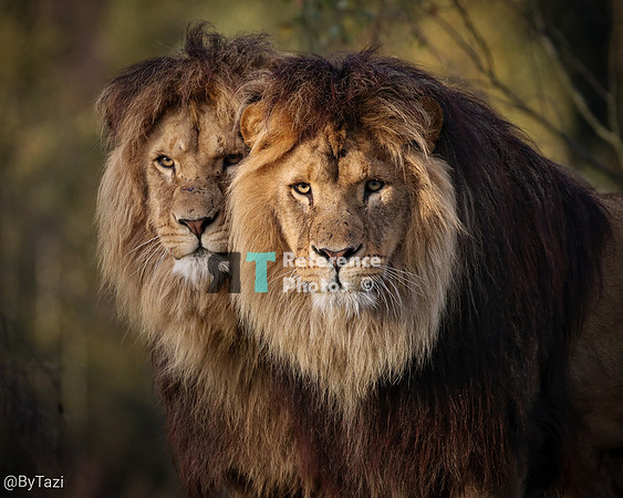 Lions