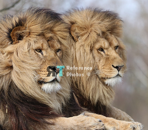 Lions