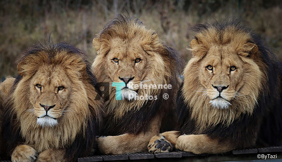 Lions