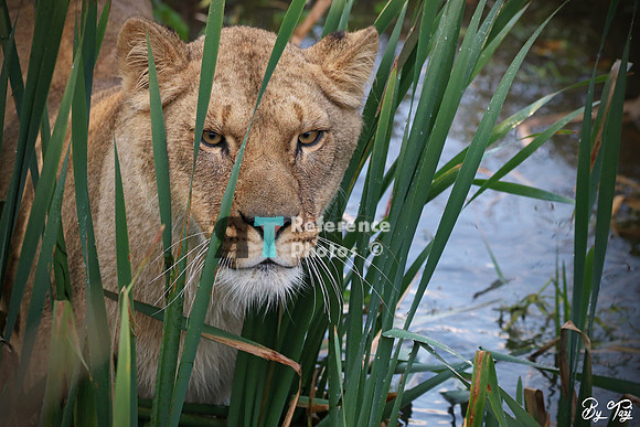 Lioness in water