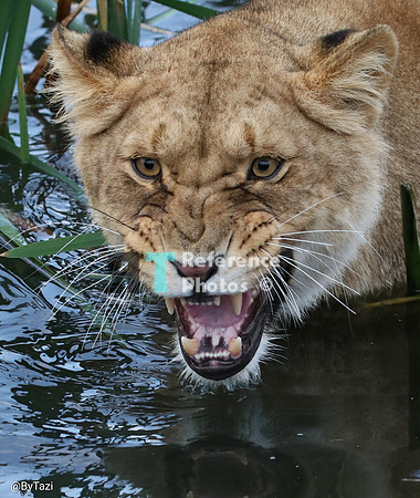 Lioness in water