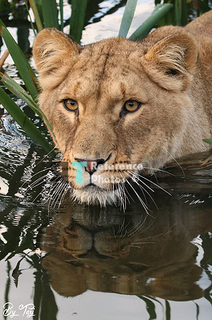 Lioness in water