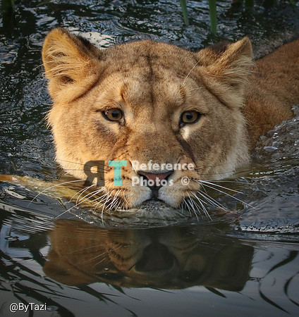 Lioness in water